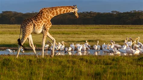 🔥 [40+] Lake Nakuru Wallpapers | WallpaperSafari