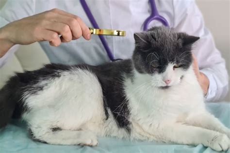 Cat Skin Allergies | Monroe Vets