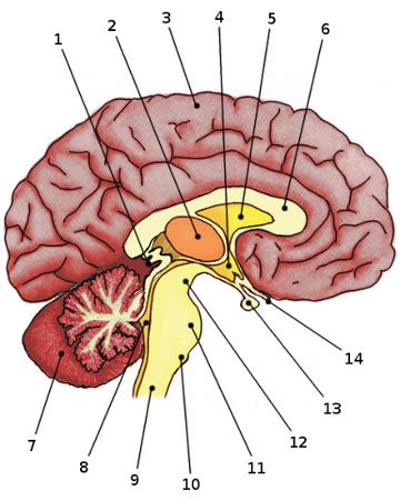 Free Anatomy Quiz - The anatomy of the Brain, Quiz 1