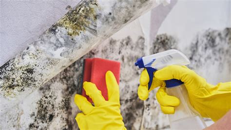 Toxic Mold Removal & Inspections — Tacoma Fire and Water Damage ...