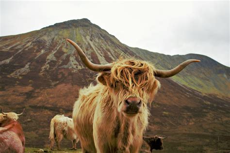 Highland Cow Wallpapers - Top Free Highland Cow Backgrounds ...