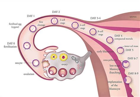 Ovulation Induction in Kerala | Ovulation Induction Medicine Thrissur ...