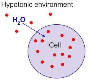 Hypotonic Solution | Definition, Diagram & Examples - Video & Lesson ...