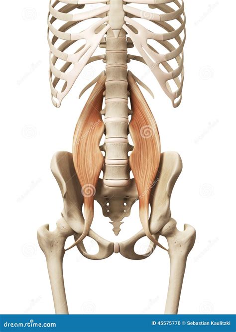 The Psoas Major Stock Illustration - Image: 45575770