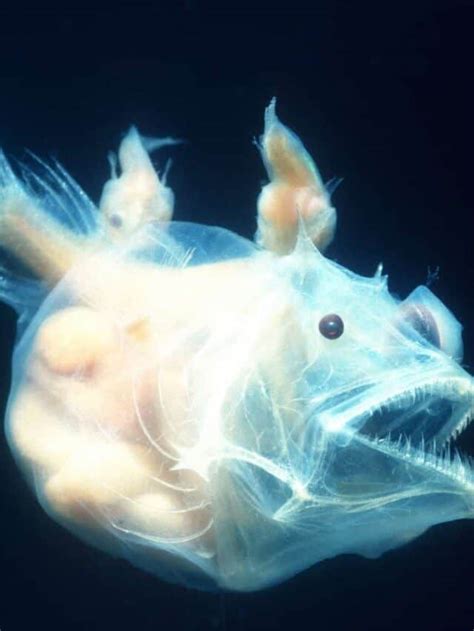 Mariana Trench Anglerfish