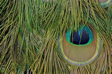 Detail Photo of the Eye in a Peacock Feather Stock Photo - Image of ...