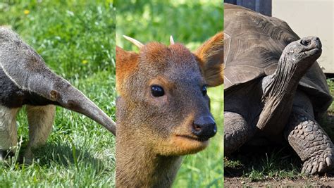 South America Residents - Miller Park Zoological Society