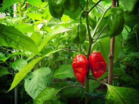 How to Grow Ghost Pepper Plants