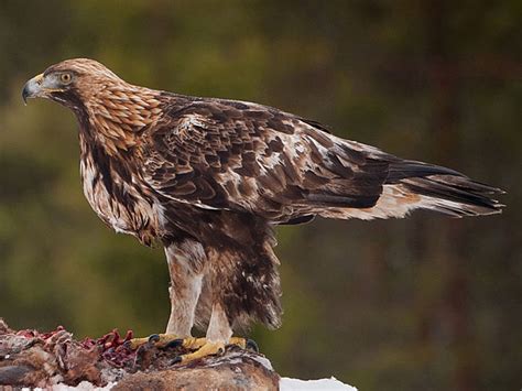 6 Largest Birds of Prey in North America - BioExpedition