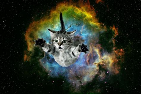 Galaxy Cat Wallpapers - Wallpaper Cave