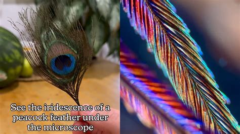 Peacock feathers look amazing under microscope in viral clip | Trending ...