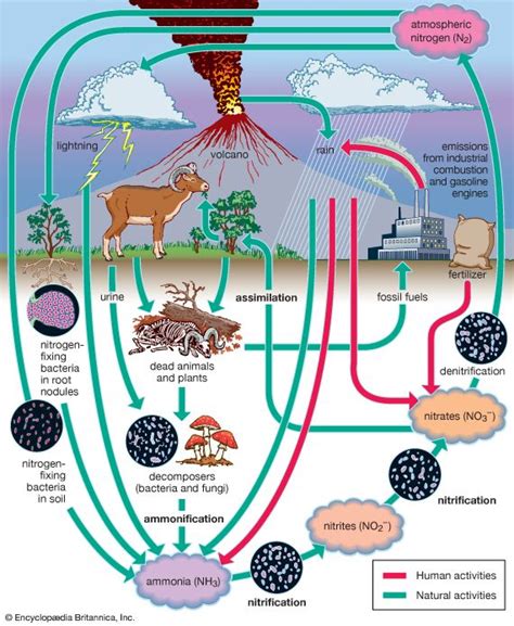 Nitrogen fixation | Definition, Process, Examples, Types, & Facts ...