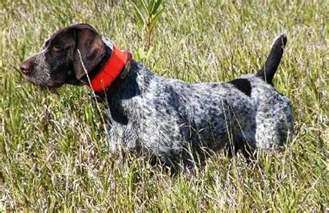 About Dog German Wirehaired Pointer: Basics of German Wirehaired ...