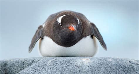 Why some penguin feathers never freeze