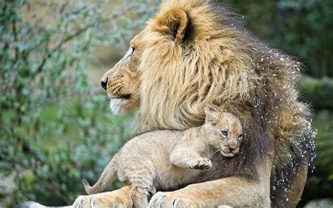 HD wallpaper: brown lioness and cubs, language, cat, family, the cubs ...