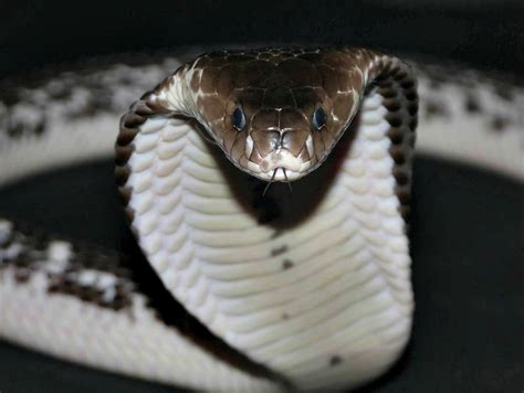 Spitting Cobra Facts You Need to Know! | Always Learning!