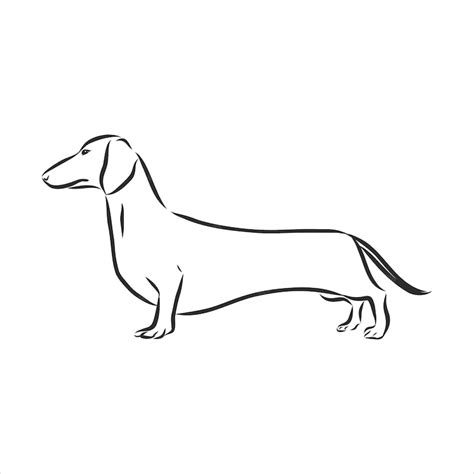 Premium Vector Dachshund Vector Illustration Drawn Freehand