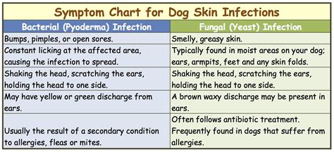 Dog Skin Infection: This Is How To Cure and Treat It