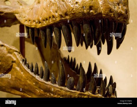 Tyrannosaurus rex teeth Stock Photo, Royalty Free Image: 34207702 - Alamy