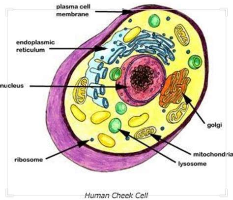 Cheek Cell Labeled