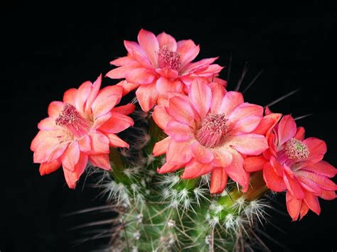 10 Incomparable cactus flower desktop wallpaper You Can Get It Without ...