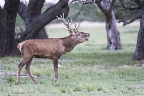 Red deer rut season, stock photo. Image of europa, reed - 233738952