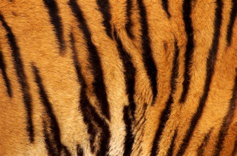 Tiger-fur-background.jpg – Crown Ridge Tiger Sanctuary