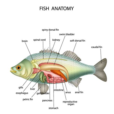 Fish-Anatomy - Red Sea Dive