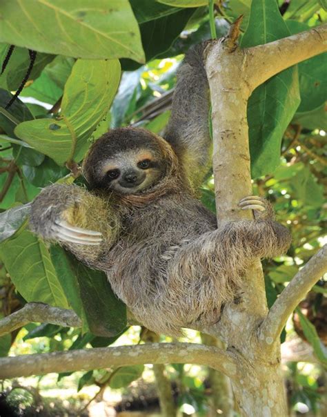 Three-toed sloth | mammal | Britannica