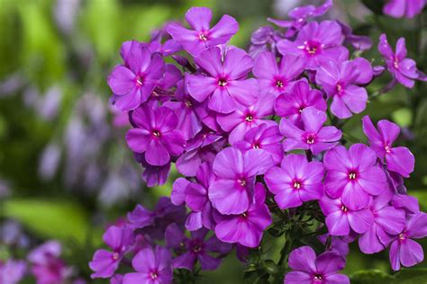 Purple Phlox Flowers