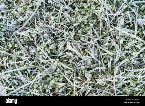 moss and grass covered with hoar frost macro Stock Photo - Alamy