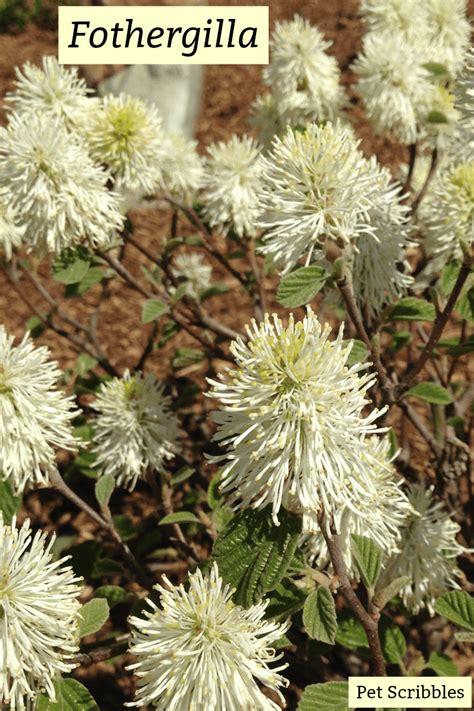 Fothergilla: a unique, easy-care flowering shrub! - Pet Scribbles