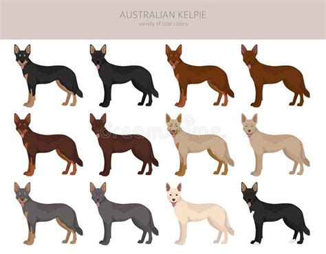 Australian kelpie all colours clipart. Different coat colors and poses ...