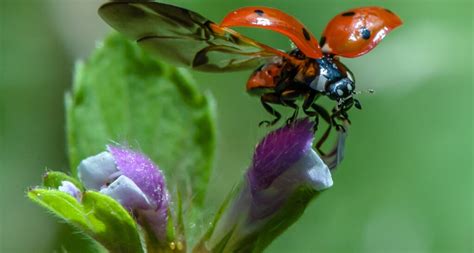 Are Beetles Poisonous To Dogs? What You Need To Know - Barkmind