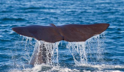 Sperm Whale Habitat Map