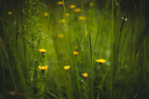 Selective Focus Photography of Yellow Flowers · Free Stock Photo