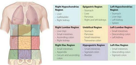 Regions of Abdomen Archives - PT Master Guide