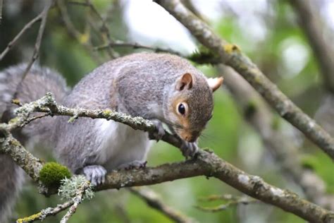 Squirrels Climbing Trees: How Do Squirrels Climb?