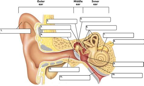 Ear diagram Diagram | Quizlet