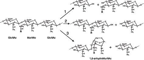 [PDF] Bacterial peptidoglycan (murein) hydrolases. | Semantic Scholar