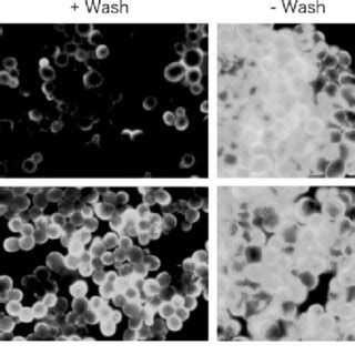 Transformation efficiency and frequency of intact cell and spheroplast ...