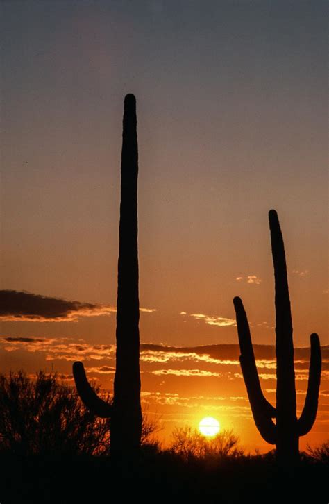 Free Stock Photo of Sunset and Saguaro Cactus | Download Free Images ...