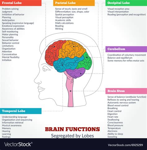 Human brain anatomy and functions Royalty Free Vector Image