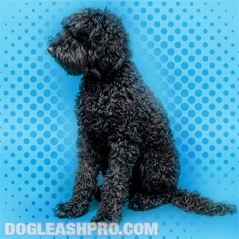 Blue Poodle: Complete Guide - Dog Leash Pro