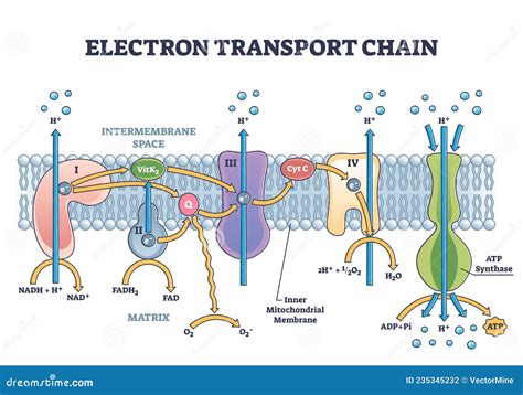 Atp Structure Labeled