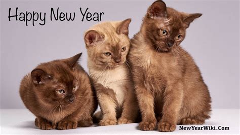 Happy New Year Kitten Photos 2021: New Year Kitten Images - New Year Wiki