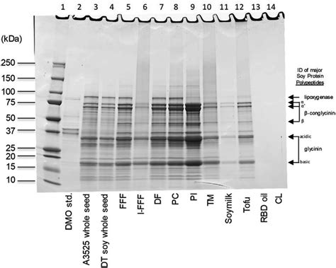 SDS-PAGE gel analysis of MON 87708 processed fractions and food ...