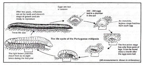 Millipede - Reproductive Systems of Phyla