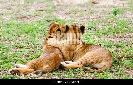 Cute playful lion cub hugging sleeping mom's head, shallow depth of ...