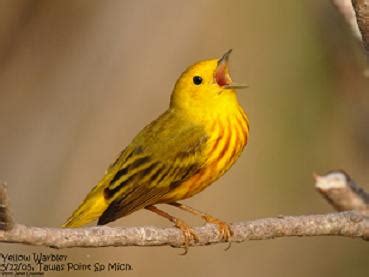 Bird Bio: The Yellow Warbler - Klamath Bird Observatory